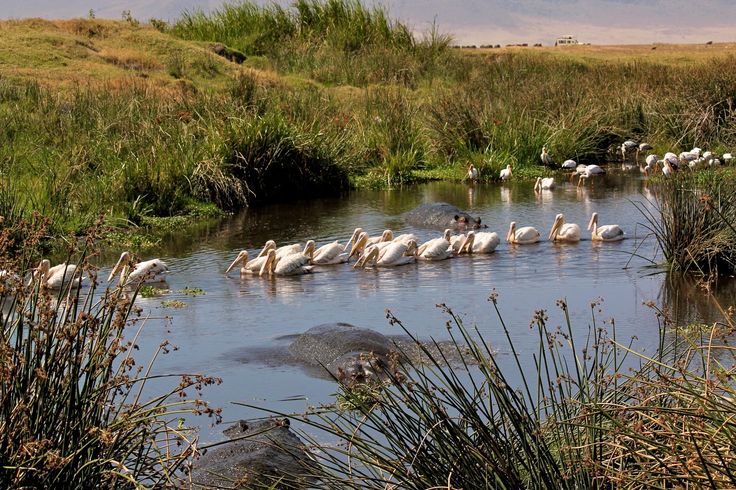 Lake Manyara flamingos
